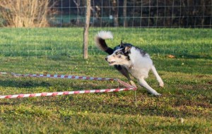 Champion Coaching - Hundetraining by Melanie Champion - Longieren