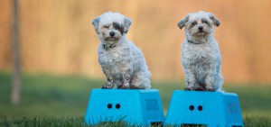 Champion Coaching - Hundetraining by Melanie Champion - Familienhund-Kurse