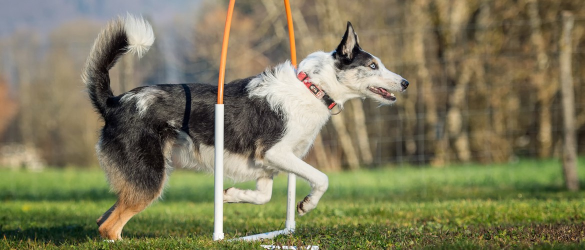 Champion Coaching - Hundetraining by Melanie Champion - NADAC