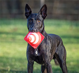 Champion Coaching - Hundetraining by Melanie Champion - Sachkundenachweis Theorie und Praxis